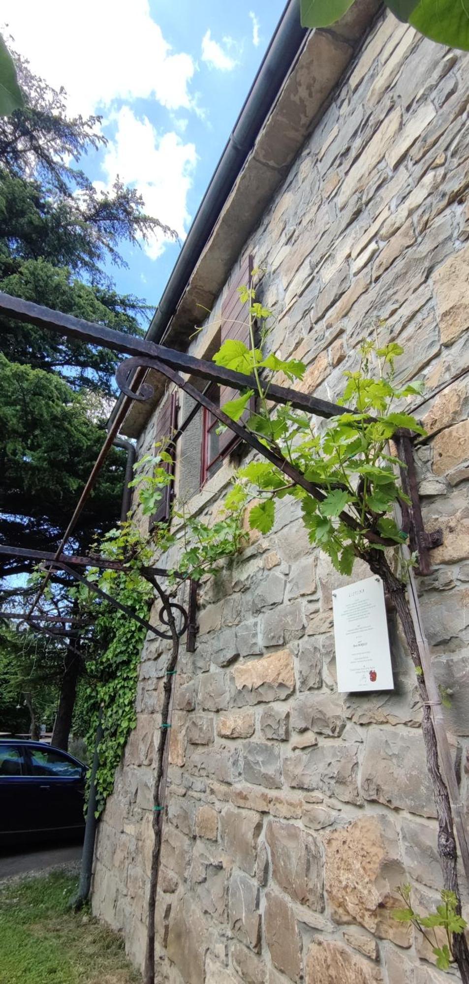 Bordon Wines, Estate With Accommodation Dekani Екстериор снимка